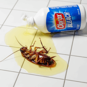 אקונומיקה נגד ג'וקים