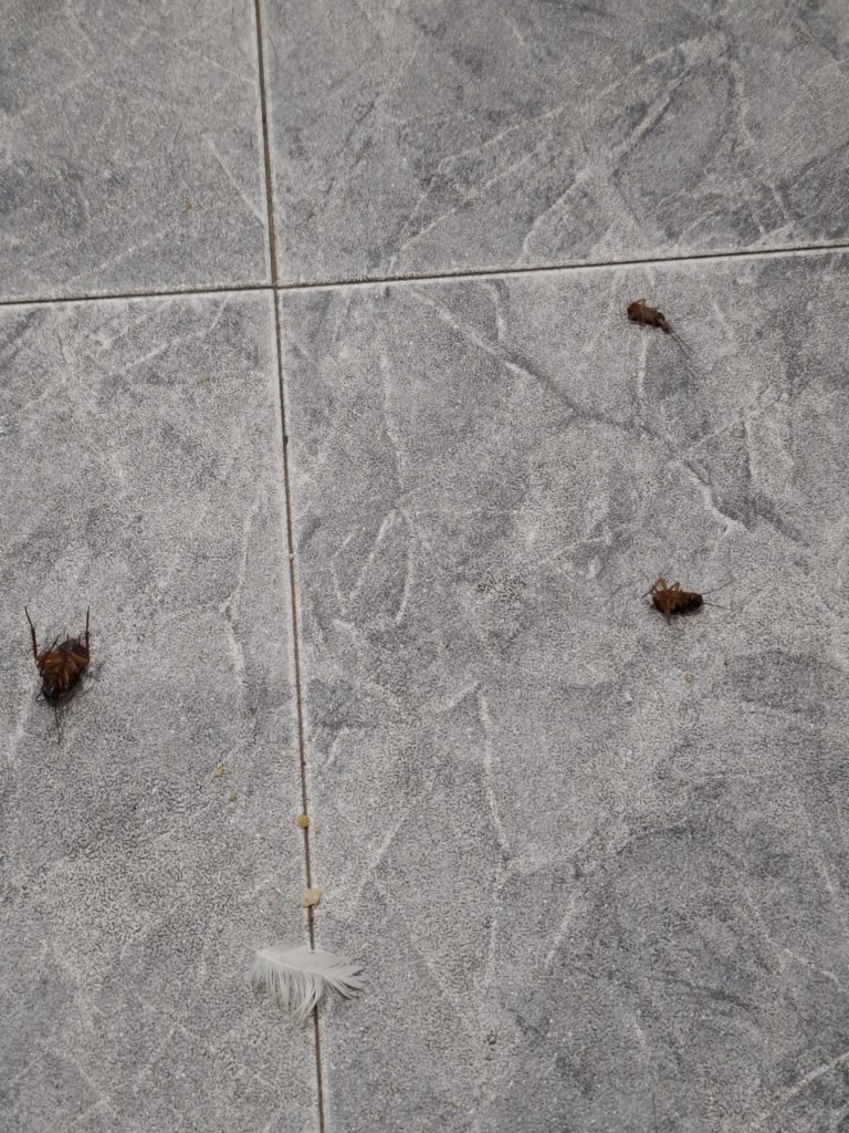 תיקנים חברת הדברות מקצועית