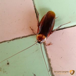 מלכודות ופיתיונות לג'וקים