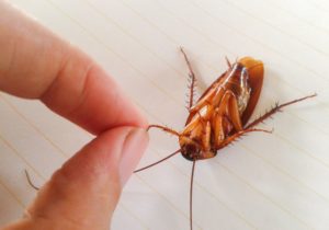 ג'וקים עוקצים