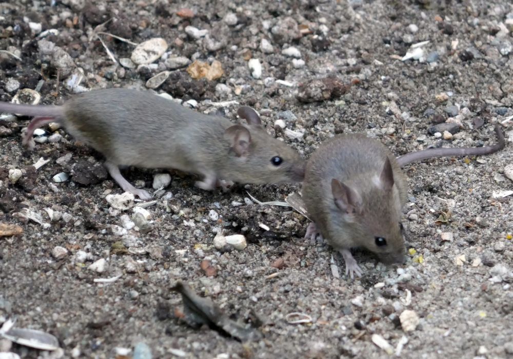 הדברת עכברים בראשון לציון