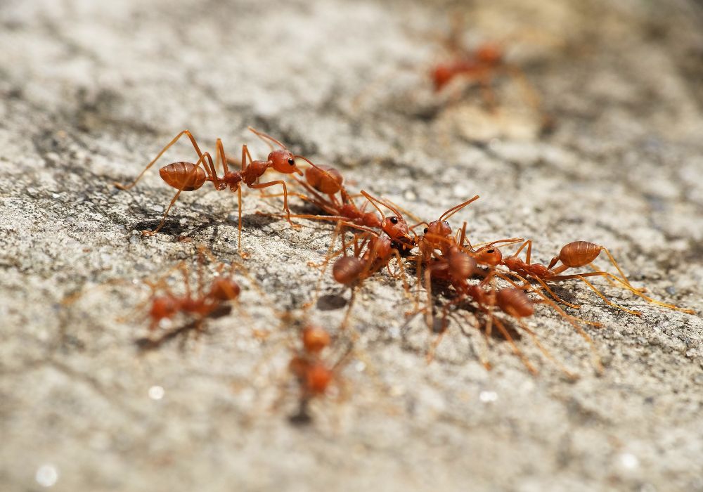 הדברת נמלי אש אדומות בראשון לציון