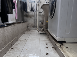 ג'וקים במסתור כביסה