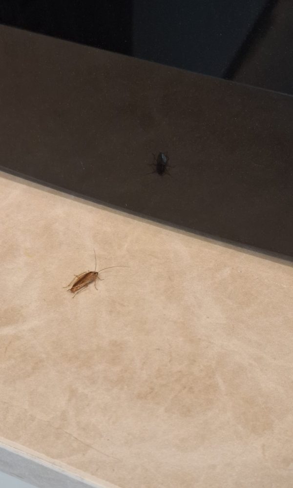 WhatsApp Image 2025-11-16 at 19.29.32